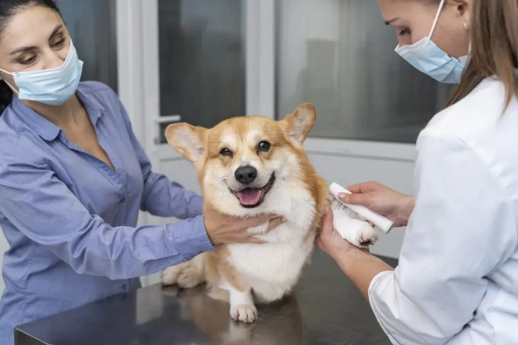 Dierenkliniek in Best